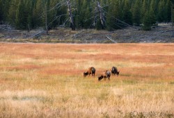 dicas-fotografia-Parque-Nacional-de-Yellowstone-09A-