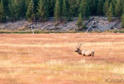 dicas-fotografia-Parque-Nacional-de-Yellowstone-09B-