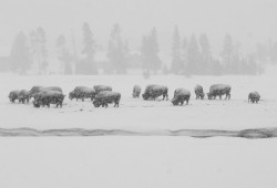 dicas-fotografia-Parque-Nacional-de-Yellowstone-0B-